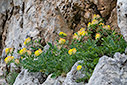 Anthyllis vulneraria subsp. pindicola