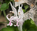 Lamium garganicum subsp. striatum