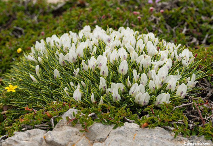 Astragalus angustifolius - click on the image to enlarge Astragalus angustifolius
- click on the image to enlarge