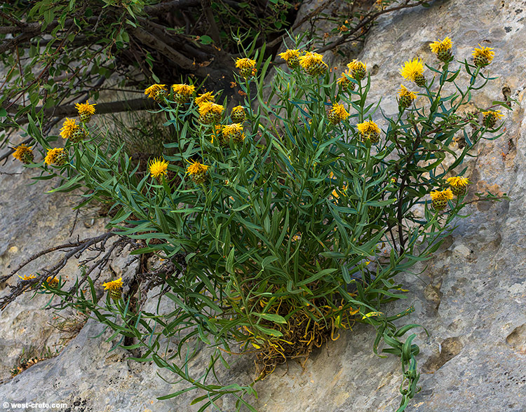 Centaurea lancifolia - click on the image to enlarge Centaurea lancifolia
- click on the image to enlarge