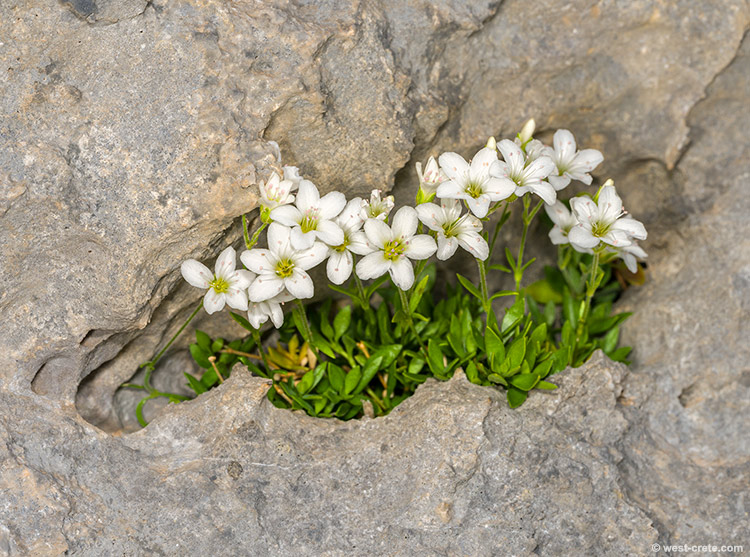 Arenaria cretica - click on the image to enlarge Arenaria cretica
- click on the image to enlarge