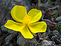 Fumana paphlagonica subsp. alpina