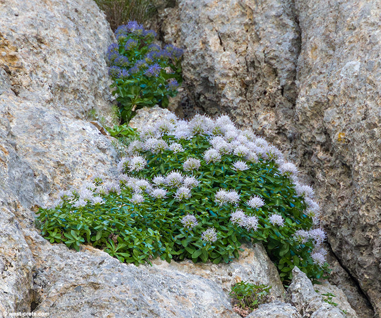 Campanula jacquinii - click on the image to enlarge Campanula jacquinii
- click on the image to enlarge
