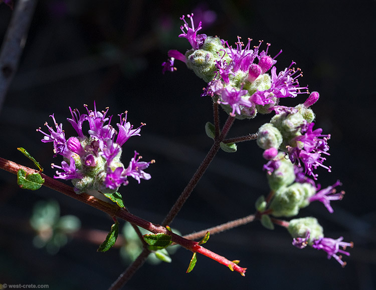 Origanum microphyllum - click on the image to enlarge Origanum microphyllum
- click on the image to enlarge