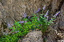 Asyneuma pichleri