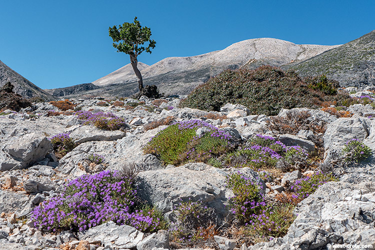 Summer in the mountains - click on the image to enlarge Summer in the mountains
- click on the image to enlarge