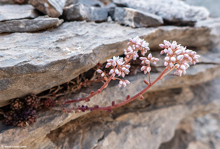 Sedum album - click on the image to enlarge Sedum album
- click on the image to enlarge