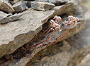 Sedum album