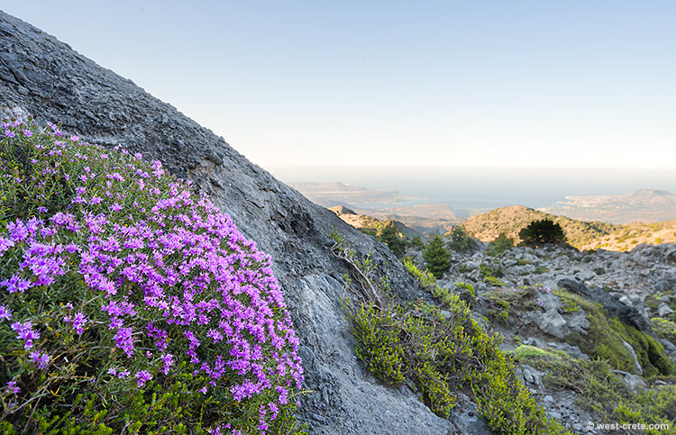 Mountain thyme - click on the image to enlarge Mountain thyme
- click on the image to enlarge