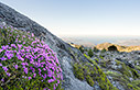 Mountain thyme