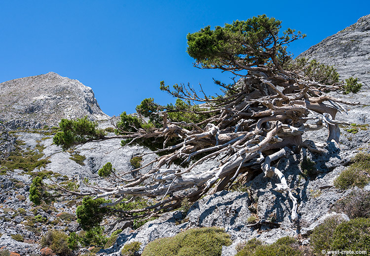 Cypress tree in the mountains - click on the image to enlarge Cypress tree in the mountains
- click on the image to enlarge