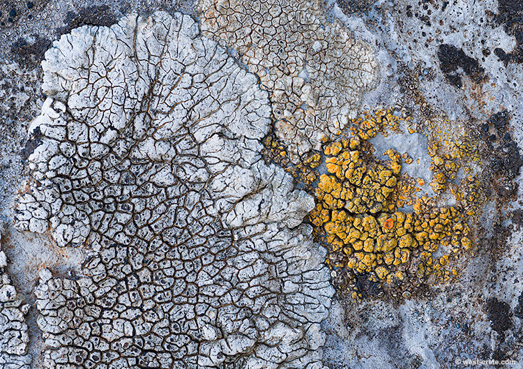 In the cliffs - Lichen close-up - click on the image to enlarge In the cliffs - Lichen close-up
- click on the image to enlarge