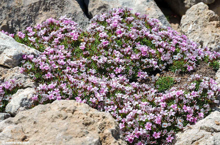 Acantholimon androsaceum - click on the image to enlarge Acantholimon androsaceum
- click on the image to enlarge