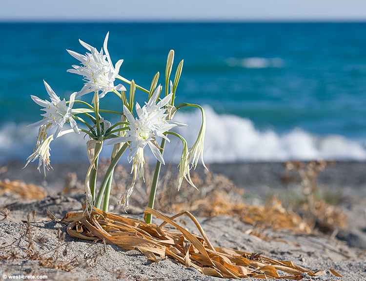 Sea daffodil - click on the image to enlarge Sea daffodil
- click on the image to enlarge