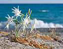Sea daffodils