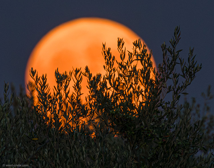 Full moon rising - click on the image to enlarge Full moon rising
- click on the image to enlarge