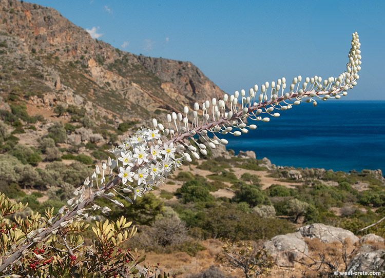 Sea squill in Lissos - click on the image to enlarge Sea squill in Lissos
- click on the image to enlarge