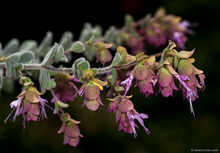 Flowering Diktamo - click on the image to enlarge Flowering Diktamo
- click on the image to enlarge