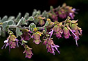 Flowering Diktamo