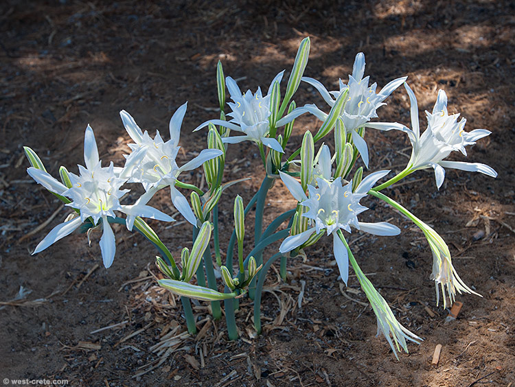 Sea daffodils - click on the image to enlarge Sea daffodils
- click on the image to enlarge