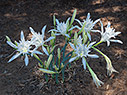Sea daffodils 