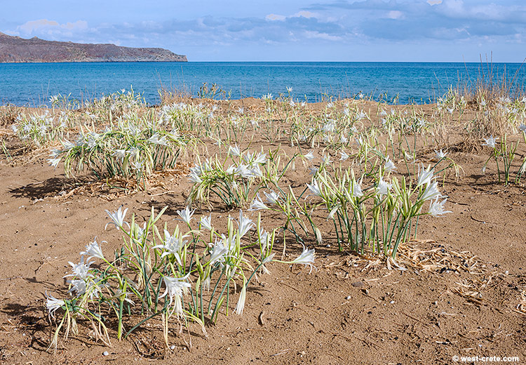 Sea daffodils - click on the image to enlarge Sea daffodils
- click on the image to enlarge