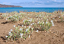 Sea daffodils 