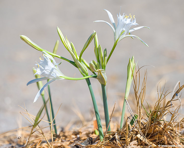 Sea daffodils - click on the image to enlarge Sea daffodils
- click on the image to enlarge
