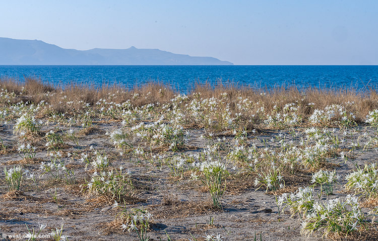 Sea daffodils - click on the image to enlarge Sea daffodils
- click on the image to enlarge