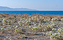Sea daffodils 