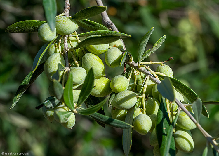 Olives - click on the image to enlarge Olives
- click on the image to enlarge