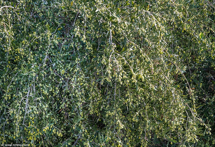 Olives - click on the image to enlarge Olives
- click on the image to enlarge