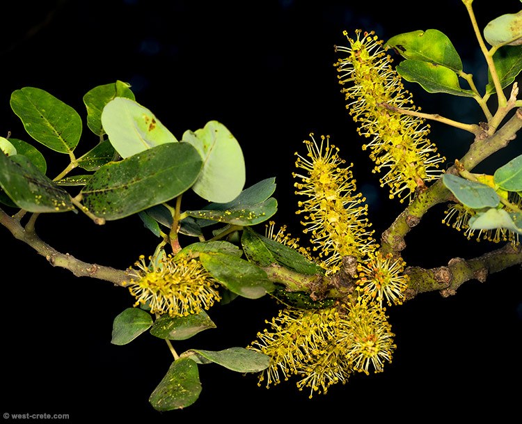 Carob flowers - click on the image to enlarge Carob flowers
- click on the image to enlarge