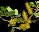 Carob flowers