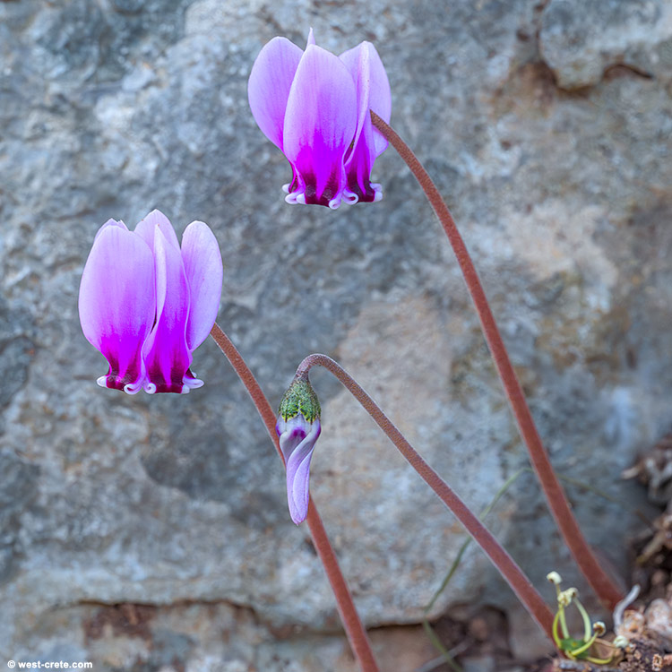 Cyclamen graecum - click on the image to enlarge Cyclamen graecum
- click on the image to enlarge