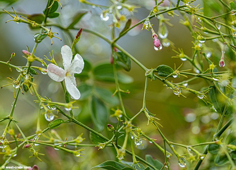 After the rain - click on the image to enlarge After the rain
- click on the image to enlarge