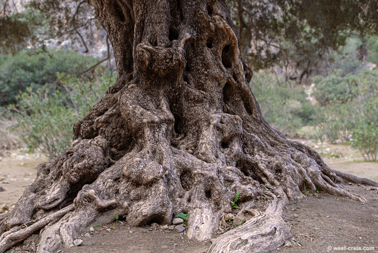 An old olive tree - click on the image to enlarge An old olive tree
- click on the image to enlarge