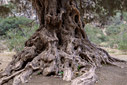 An old olive tree