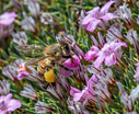 A bee high up in the mountains