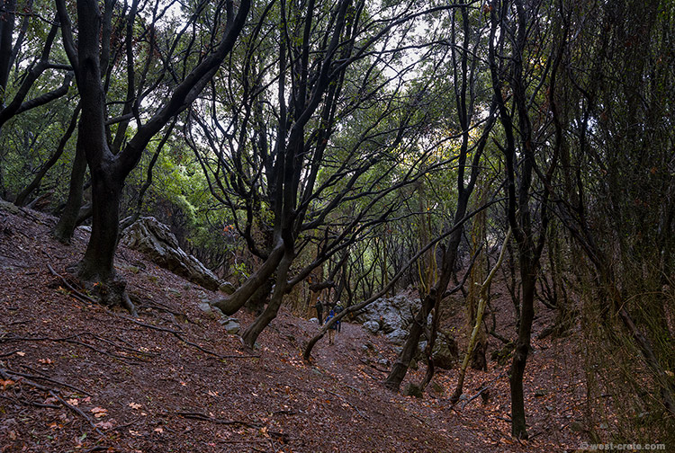 A walk in the forest - click on the image to enlarge A walk in the forest
- click on the image to enlarge