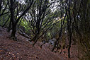 A walk in the forest