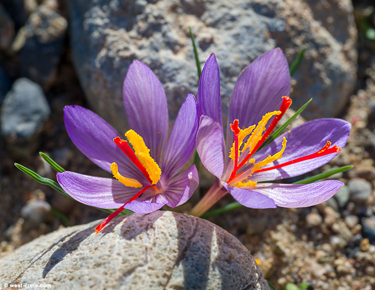 Crocus cartwrightianus in Falasarna - click on the image to enlarge Crocus cartwrightianus in Falasarna
- click on the image to enlarge