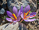 Crocus cartwrightianus in Falasarna