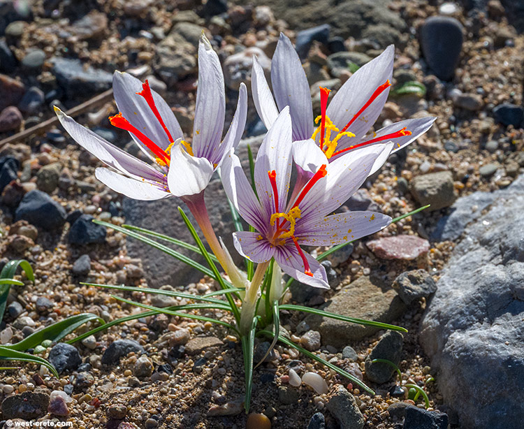 Crocus cartwrightianus in Falasarna - click on the image to enlarge Crocus cartwrightianus in Falasarna
- click on the image to enlarge