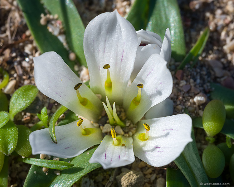 Androcymbium rechingeri in Falasarna - click on the image to enlarge Androcymbium rechingeri in Falasarna
- click on the image to enlarge