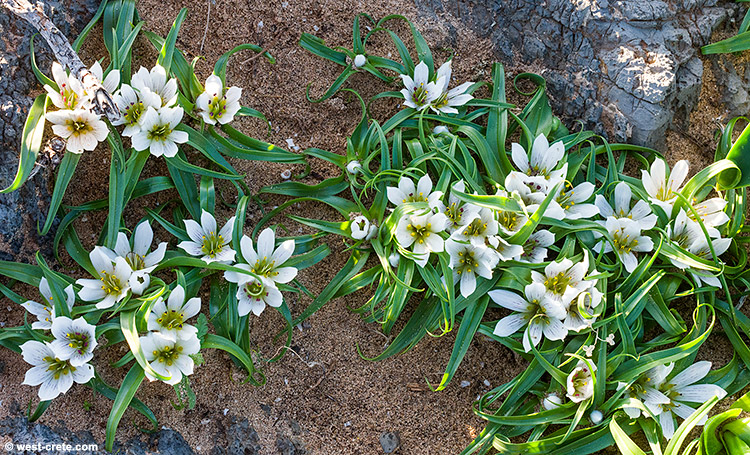 Androcymbium rechingeri - click on the image to enlarge Androcymbium rechingeri
- click on the image to enlarge