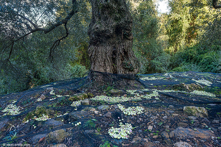 Olive harvest - click on the image to enlarge Olive harvest
- click on the image to enlarge