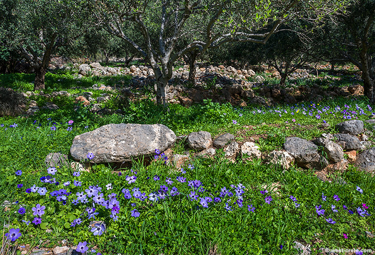Spring is in the air - click on the image to enlarge Spring is in the air
- click on the image to enlarge