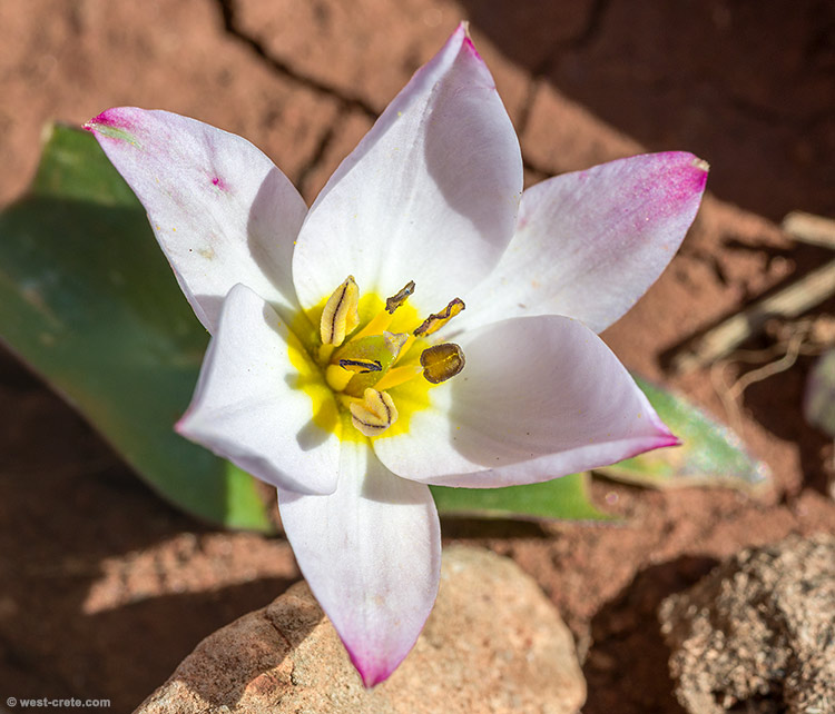 Tulipa cretica - click on the image to enlarge Tulipa cretica
- click on the image to enlarge