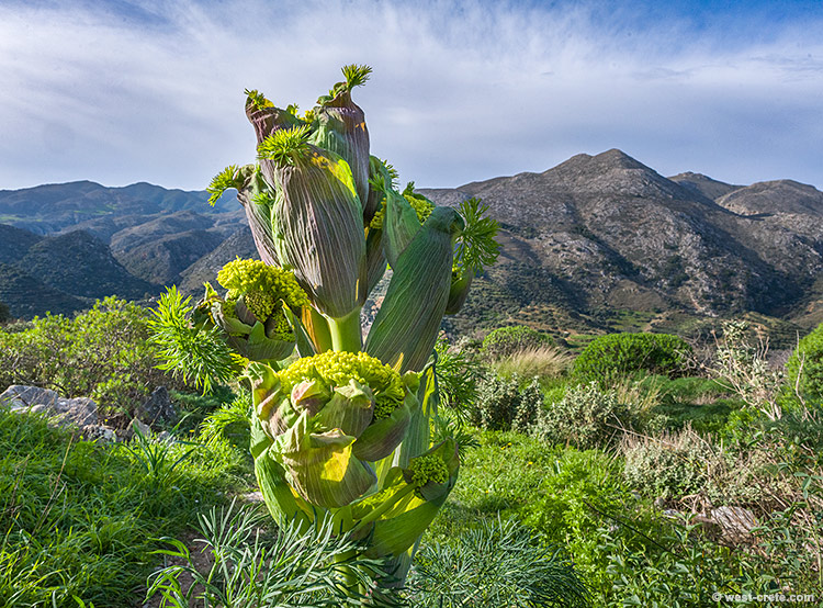 A budding Giant Fennel in Polyrinia - click on the image to enlarge A budding Giant Fennel in Polyrinia
- click on the image to enlarge
